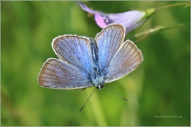 <p>MODRÁSEK JEHLICOVÝ (Polyommatus icarus) ---- /Common blue butterfly - Hauhechel-Bläuling/</p>